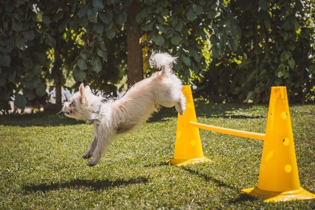 Games to Enhance Canine Problem-Solving Skills Games to Enhance Canine Problem-Solving Skills