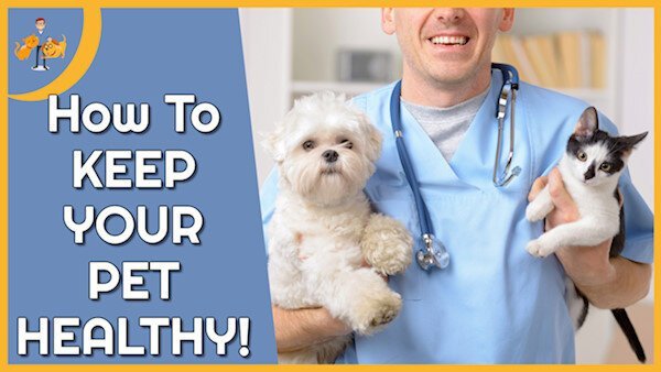 How Can Dog Owners Ensure Their Pets Health is Optimized? How Can Dog Owners Ensure Their Pets Health is Optimized?