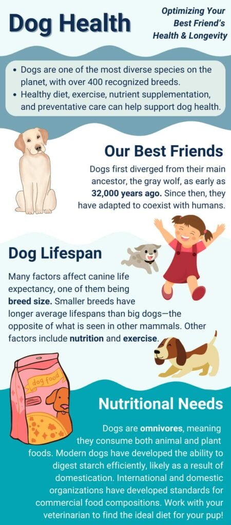 How Can Dog Owners Ensure Their Pets Health is Optimized? How Can Dog Owners Ensure Their Pets Health is Optimized?