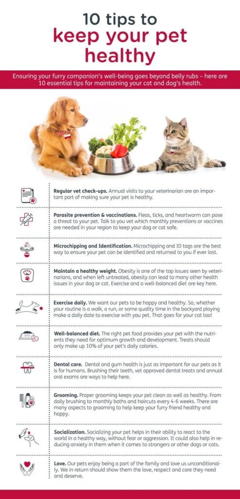 How Can Dog Owners Ensure Their Pets Health is Optimized? How Can Dog Owners Ensure Their Pets Health is Optimized?