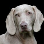 Dog resting calmly and looking toward the camera