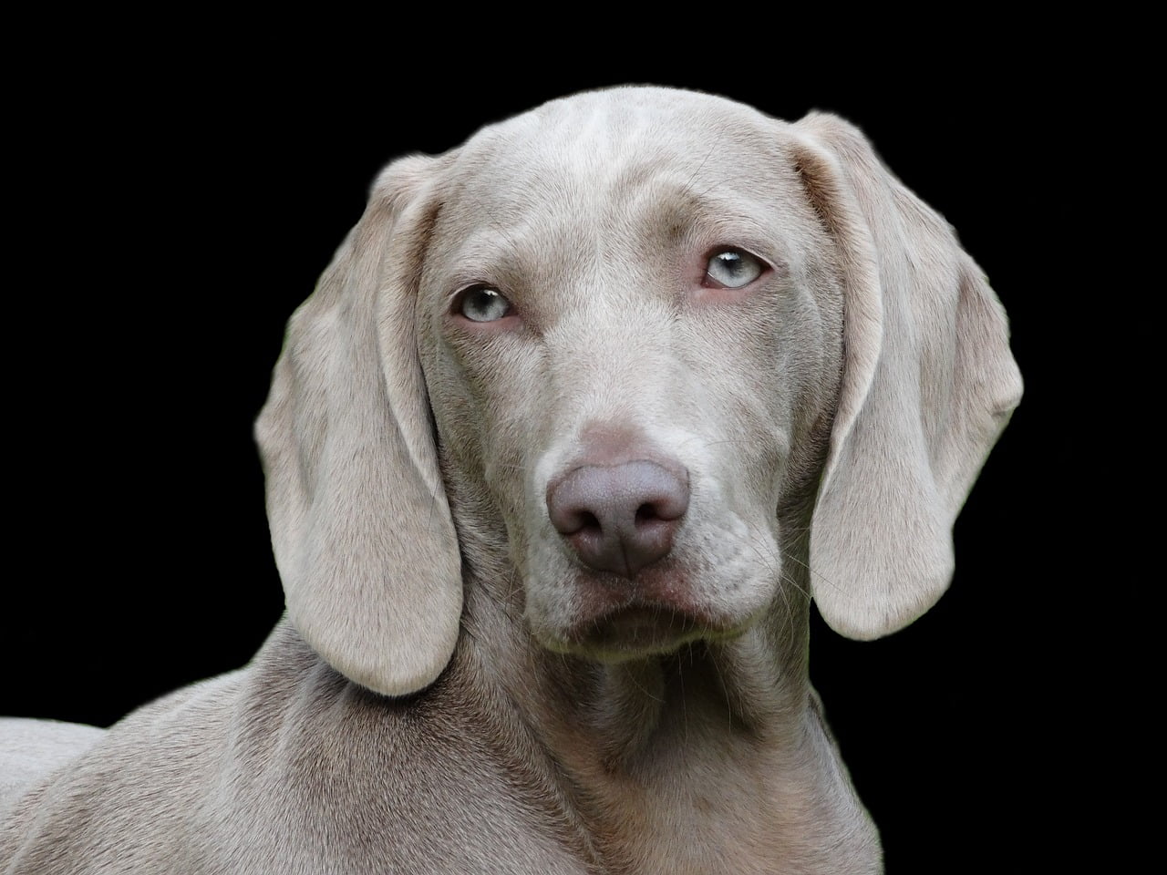 Dog resting calmly and looking toward the camera