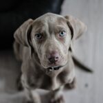 Gray puppy looking toward the camera