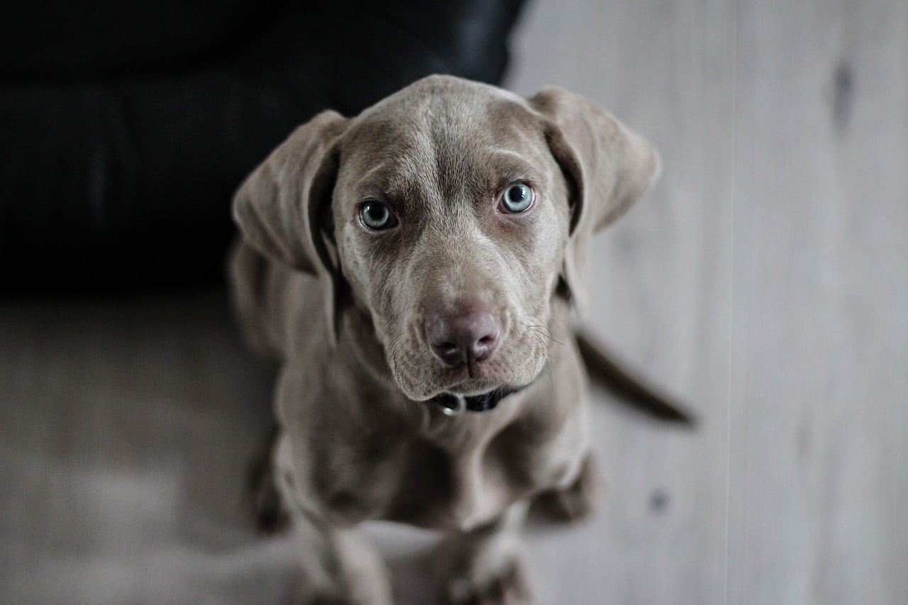 Gray puppy looking toward the camera
