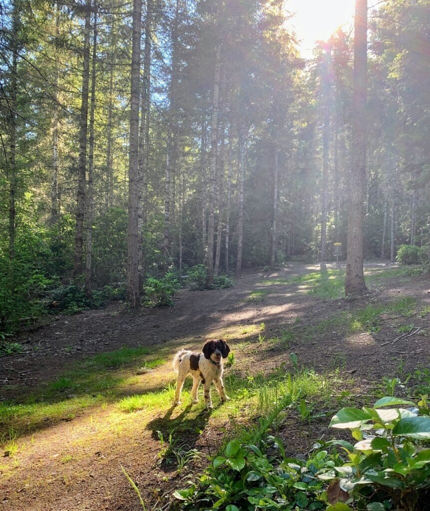 How to Ensure Your Dogs Health and Comfort During Outdoor Activities