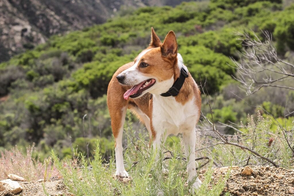 How to Ensure Your Dogs Health and Comfort During Outdoor Activities