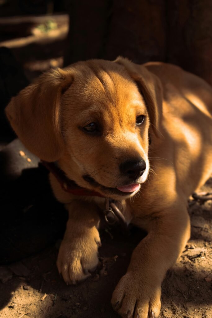 Physical Stimulation for Canine Health