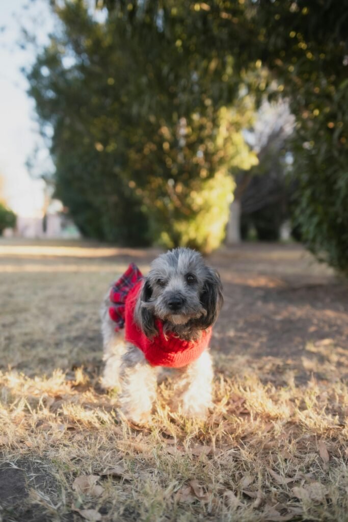 Physical Stimulation for Canine Health