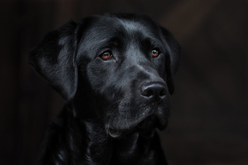 Sensory Enrichment for Your Dogs Health and Well-Being