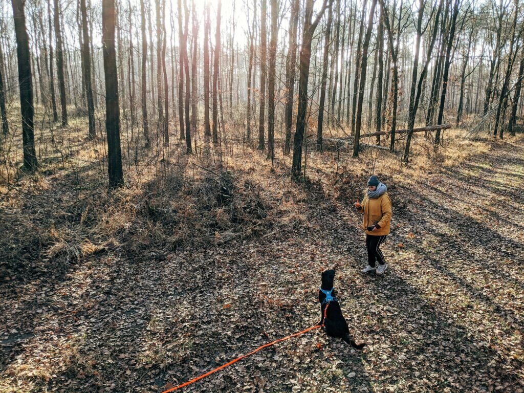 Solutions for Excessive Barking: Tips for Responsible Dog Owners