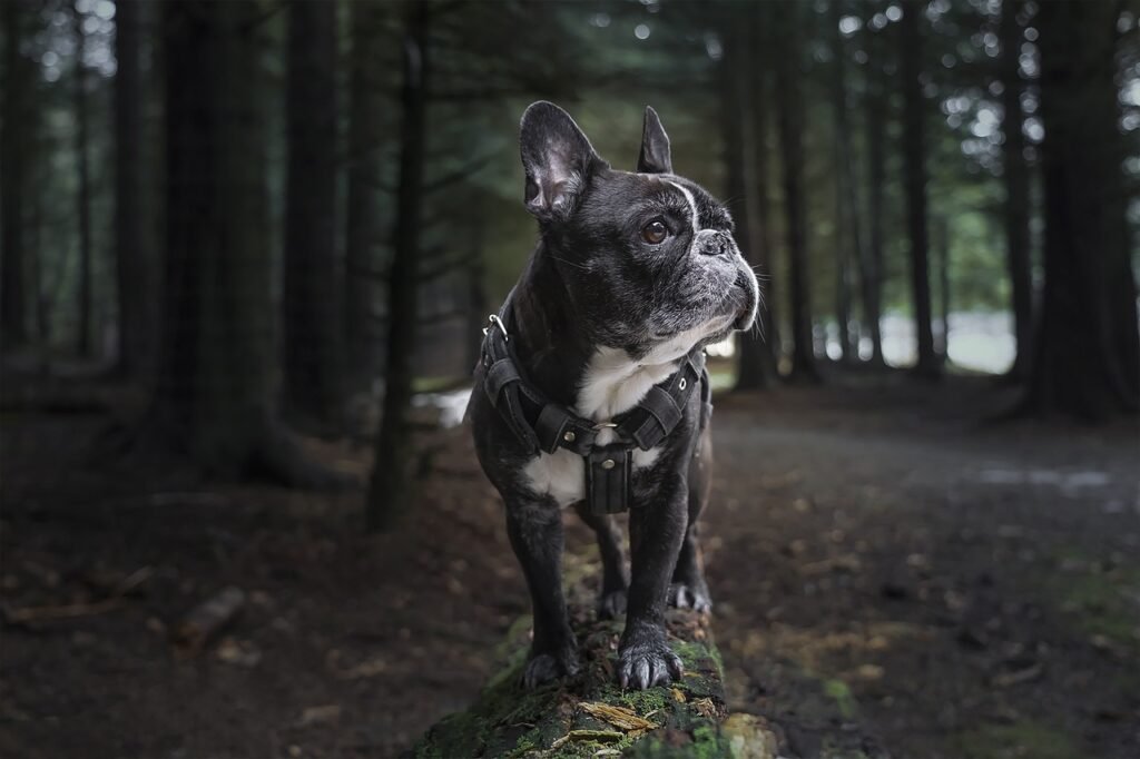 What Are the Benefits of a Harness for Your Dogs Health