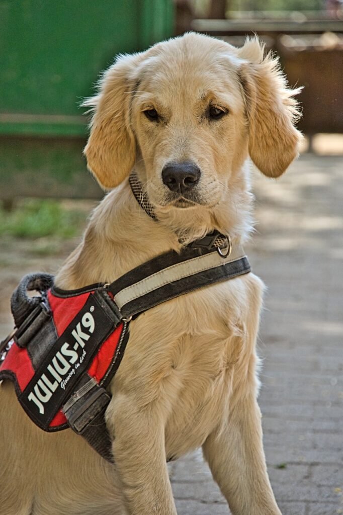 What Are the Benefits of a Harness for Your Dogs Health