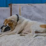 Dog resting with a lowered posture