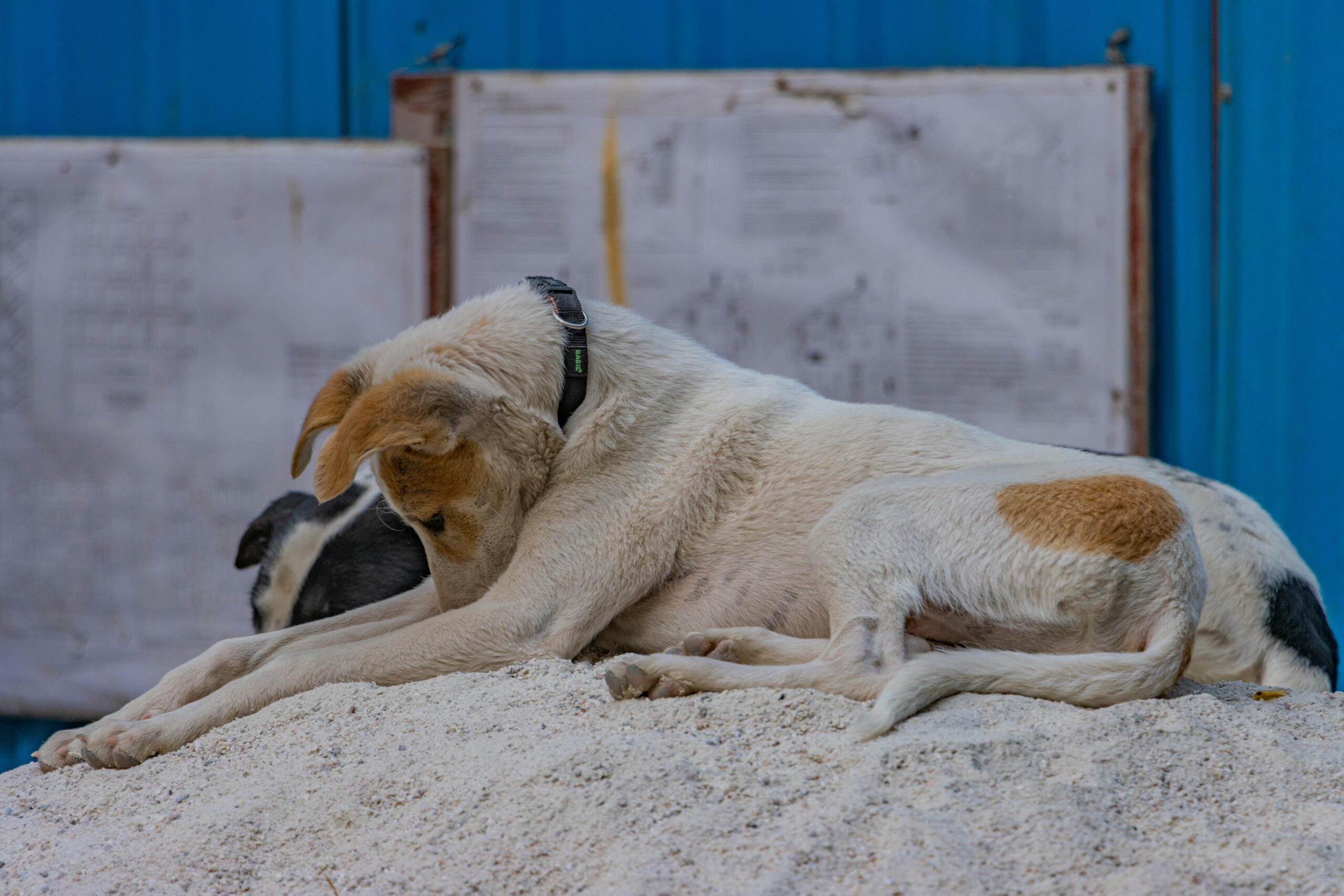 Dog resting with a lowered posture