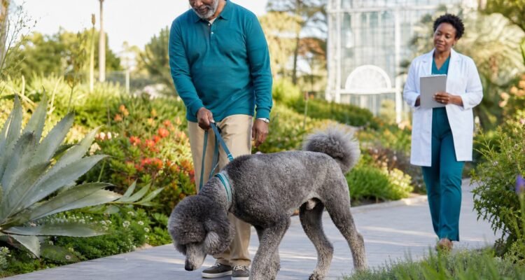 A senior poodle takes a comfortable sniff walk with his owner while a veterinarian observes mobility and wellbeing.