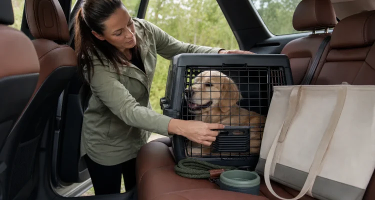 Healthy Paws Essentials scene illustrating car safety checklist for dogs