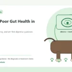 Custom Healthy Paws Essentials illustration for Signs of Poor Gut Health in Dogs, showing a dog and a vet-first care planning concept.