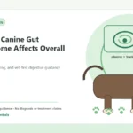 Custom Healthy Paws Essentials illustration for How the Canine Gut Microbiome Affects Overall Health, showing a dog and a vet-first care planning concept.