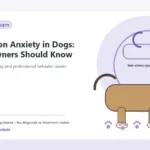 Custom Healthy Paws Essentials illustration for Separation Anxiety in Dogs: What Owners Should Know, showing a dog and a vet-first care planning concept.