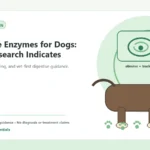 Custom Healthy Paws Essentials illustration for Digestive Enzymes for Dogs: What Research Indicates, showing a dog and a vet-first care planning concept.