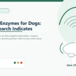 Custom Healthy Paws Essentials hero and featured illustration for Digestive Enzymes for Dogs: What Research Indicates, showing calm vet-first dog care planning.