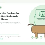 Custom Healthy Paws Essentials illustration for Stress and the Canine Gut: What the Gut-Brain Axis Research Shows, showing a dog and a vet-first care planning concept.
