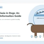 Custom Healthy Paws Essentials illustration for Hip Dysplasia in Dogs: An Owner's Information Guide, showing a dog and a vet-first care planning concept.