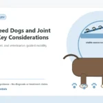 Custom Healthy Paws Essentials illustration for Large Breed Dogs and Joint Health: Key Considerations, showing a dog and a vet-first care planning concept.
