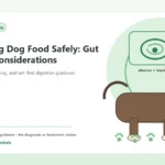 Custom Healthy Paws Essentials illustration for Switching Dog Food Safely: Gut Health Considerations, showing a dog and a vet-first care planning concept.
