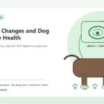Custom Healthy Paws Essentials illustration for Seasonal Changes and Dog Digestive Health, showing a dog and a vet-first care planning concept.