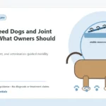 Custom Healthy Paws Essentials illustration for Small Breed Dogs and Joint Health: What Owners Should Know, showing a dog and a vet-first care planning concept.