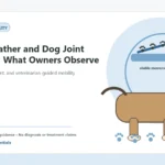 Custom Healthy Paws Essentials illustration for Cold Weather and Dog Joint Comfort: What Owners Observe, showing a dog and a vet-first care planning concept.