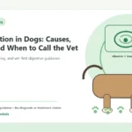 Custom Healthy Paws Essentials illustration for Constipation in Dogs: Causes, Signs, and When to Call the Vet, showing a dog and a vet-first care planning concept.