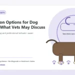 Custom Healthy Paws Essentials illustration for Medication Options for Dog Anxiety: What Vets May Discuss, showing a dog and a vet-first care planning concept.