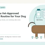Custom Healthy Paws Essentials illustration for Building a Vet-Approved Wellness Routine for Your Dog, showing a dog and a vet-first care planning concept.