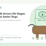 Custom Healthy Paws Essentials illustration for Gut Health Across Life Stages: Puppies to Senior Dogs, showing a dog and a vet-first care planning concept.