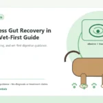 Custom Healthy Paws Essentials illustration for Post-Illness Gut Recovery in Dogs: A Vet-First Guide, showing a dog and a vet-first care planning concept.