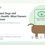 Custom Healthy Paws Essentials illustration for Large-Breed Dogs and Digestive Health: What Owners Should Know, showing a dog and a vet-first care planning concept.