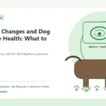 Custom Healthy Paws Essentials illustration for Seasonal Changes and Dog Digestive Health: What to Monitor, showing a dog and a vet-first care planning concept.