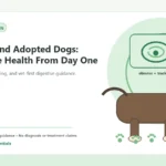 Custom Healthy Paws Essentials illustration for Rescue and Adopted Dogs: Digestive Health From Day One, showing a dog and a vet-first care planning concept.