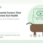 Custom Healthy Paws Essentials illustration for Environmental Factors That Affect Canine Gut Health, showing a dog and a vet-first care planning concept.