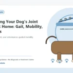 Custom Healthy Paws Essentials illustration for Monitoring Your Dog's Joint Health at Home: Gait, Mobility, and Signs, showing a dog and a vet-first care planning concept.